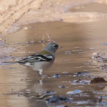Common Chaffinch