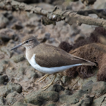 Common Sandpiper
