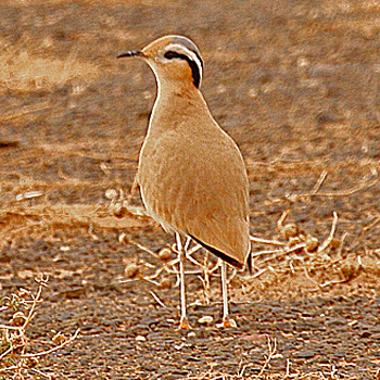 Cream-coloured Courser