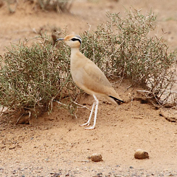 Cream-coloured Courser