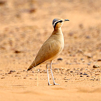 Cream-coloured Courser