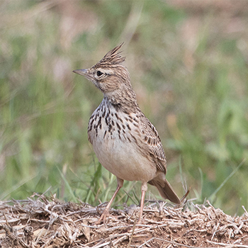 Crested Lark
