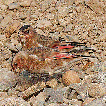 Crimson-winged Finch