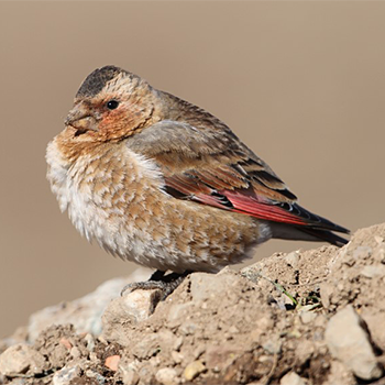 Crimson-winged Finch