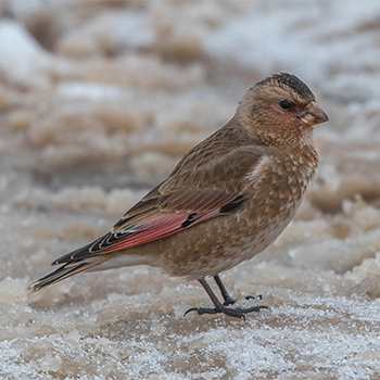 Crimson-winged Finch