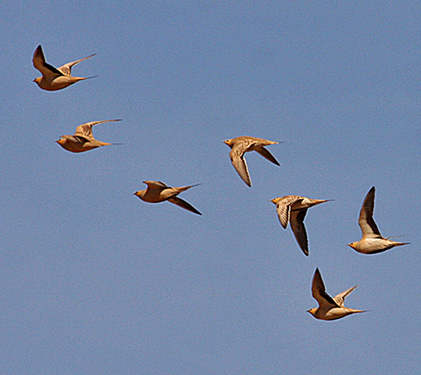 Crowned Sandgrouse