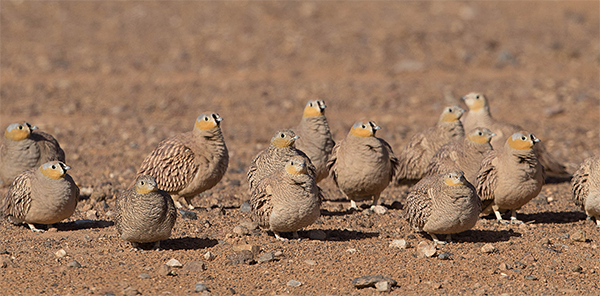 Crowned Sandgrouse