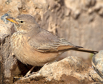 Desert Lark