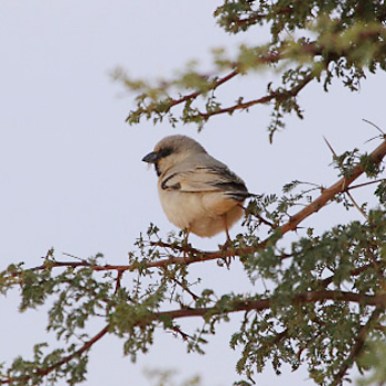 Desert Sparrow