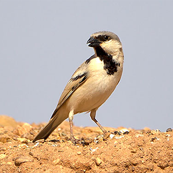 Desert Sparrow