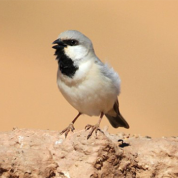 Desert Sparrow