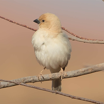 Desert Sparrow