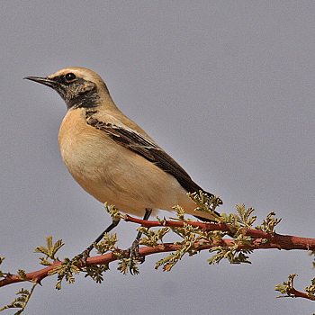 Desert Wheatear