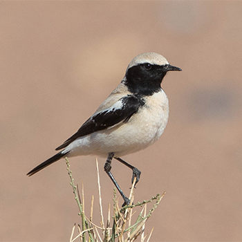 Desert Wheatear