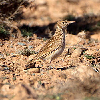Dupont's Lark