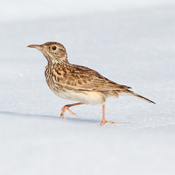 Dupont's Lark