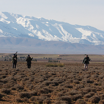 The search for Dupont's Lark