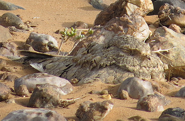 Egyptian Nightjar