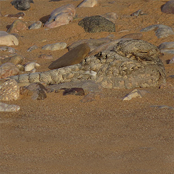 Egyptian Nightjar