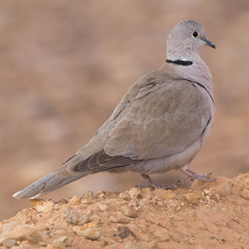 Eurasian Collared-dove