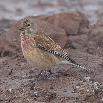 Eurasian Linnet