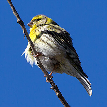 European Serin