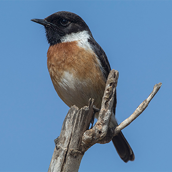 European Stonechat