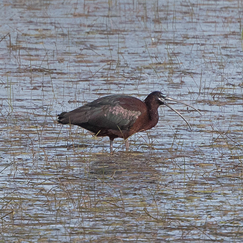 Glossy Ibis