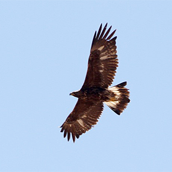 Golden Eagle