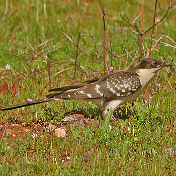 Great Spotted Cuckoo