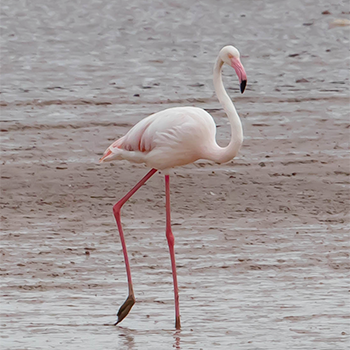 Greater Flamingo