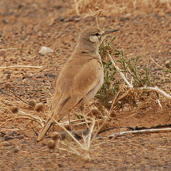 Greater Hoopoe-lark