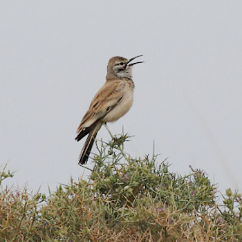 Greater Hoopoe-lark