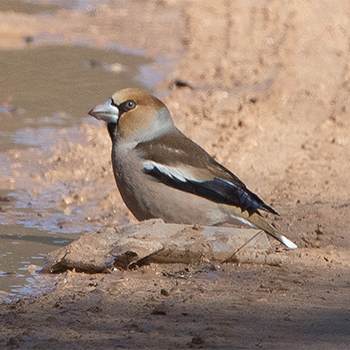 Hawfinch