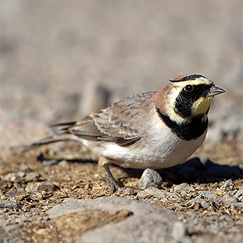 Horned Lark