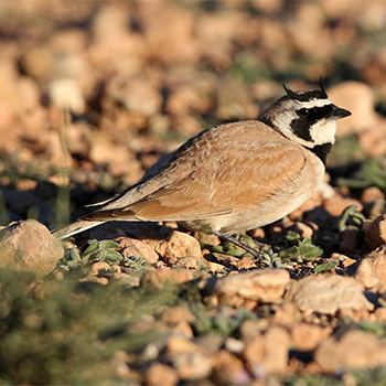 Horned Lark