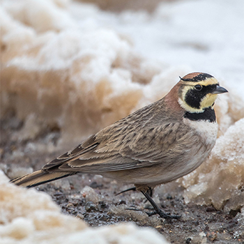 Horned Lark