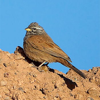 House Bunting