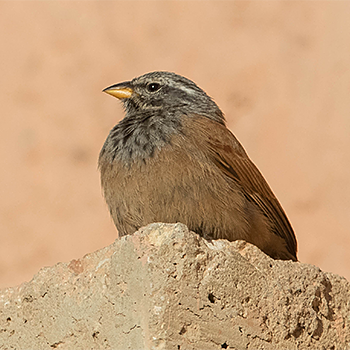 House Bunting