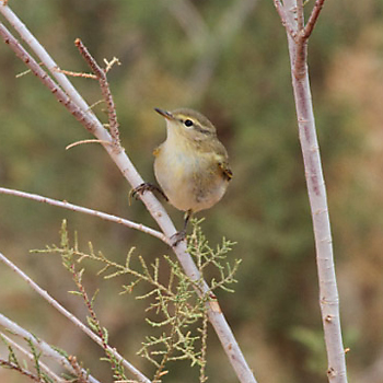 Iberian Chiffchaff