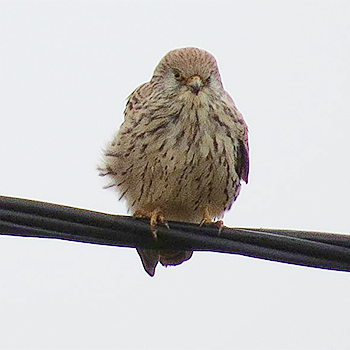 Lesser Kestrel