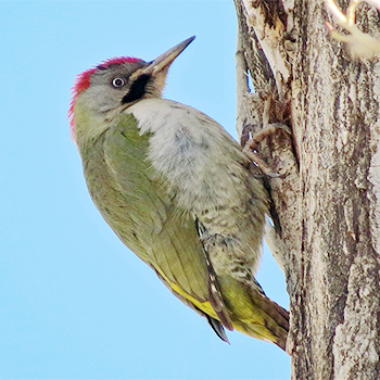 Levaillant's Woodpecker