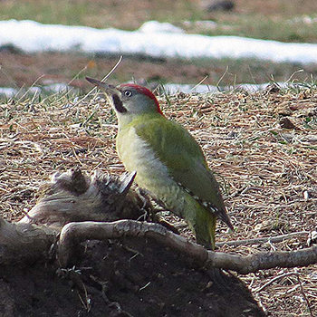 Levaillant's Woodpecker