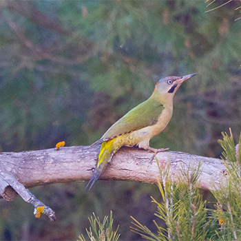 Levaillant's Woodpecker