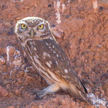 Little Owl