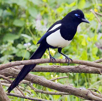 Maghreb Magpie