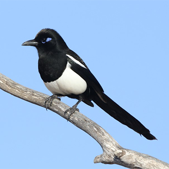 Maghreb Magpie