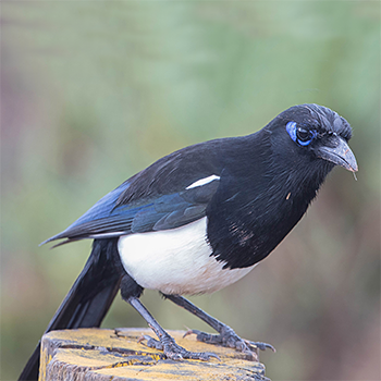 Maghreb Magpie