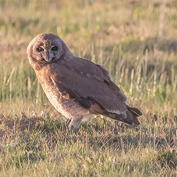 Marsh Owl