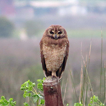 Marsh Owl